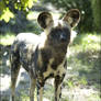 Painted Dog NZ10908