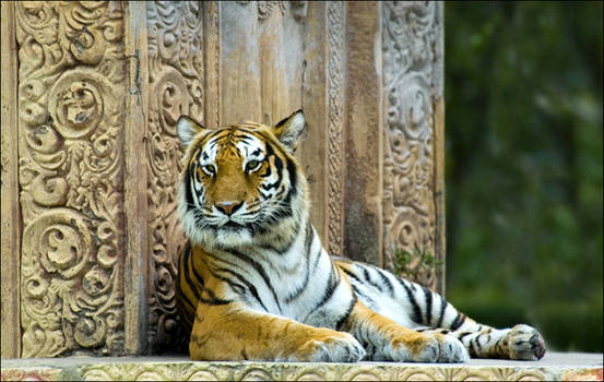 Bengal Tiger 2 MZ11108