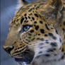 Amur Portrait