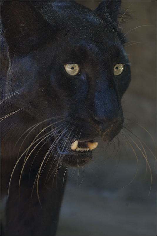 Panthera pardus pardus