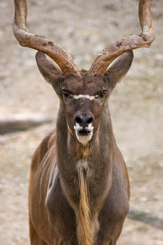 Tragelaphus strepsiceros