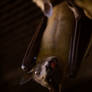 Straw-colored Fruit Bat