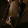 Straw-colored Fruit Bat III