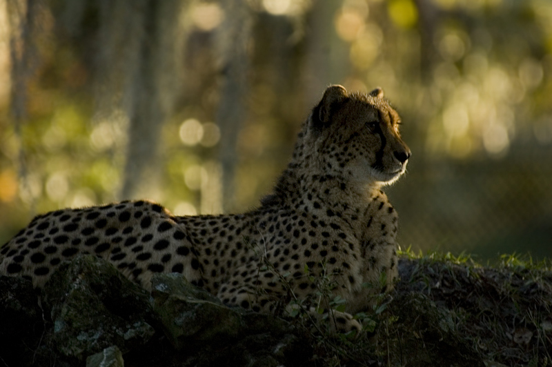 Cheetah Sunset