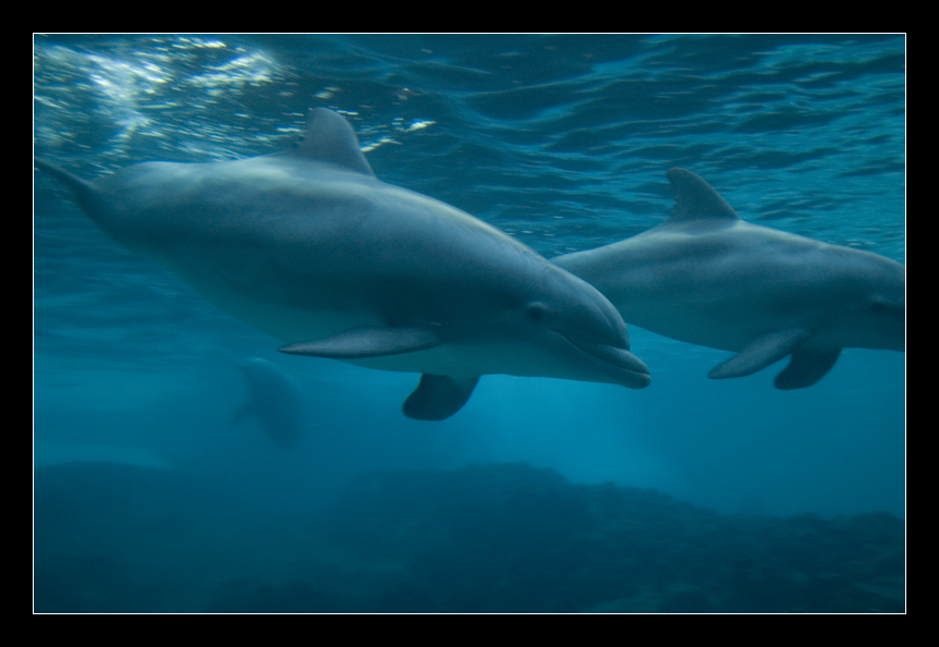 Dolphins