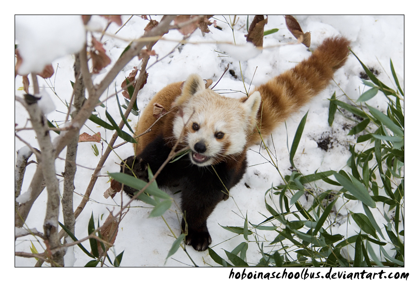 Smiling Firefox