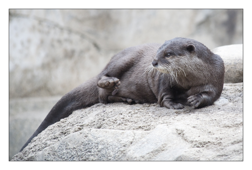 Asian Otter