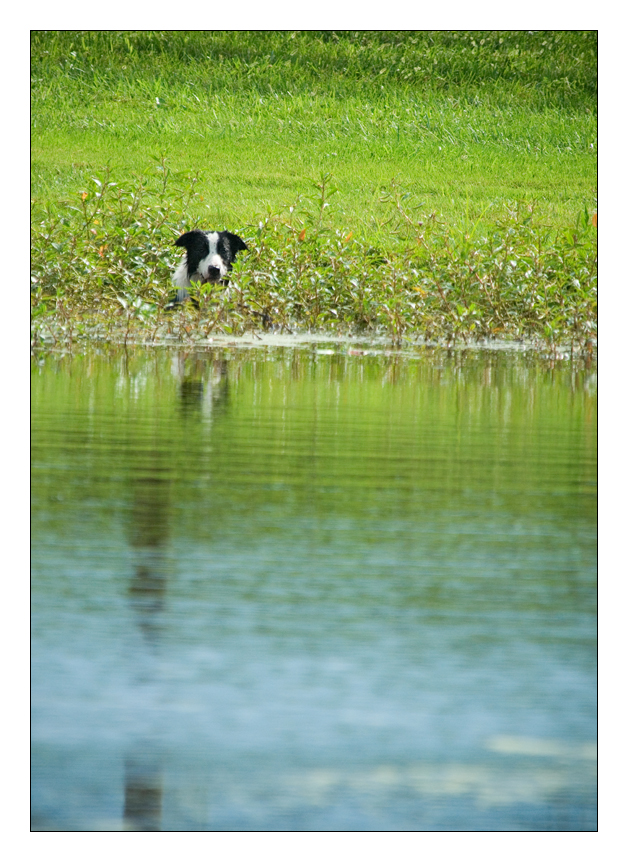 Pond Pup