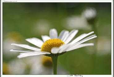 ...A Daisy 2