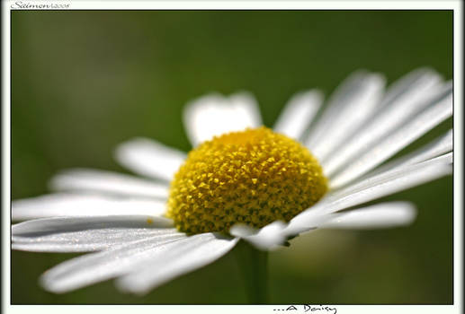 ...A Daisy