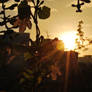 Through the Leaves and Vines