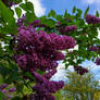 Around the Garden