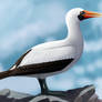 nazca booby