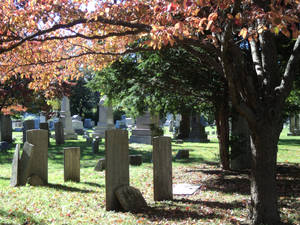 Gravestones and a sunlit tree