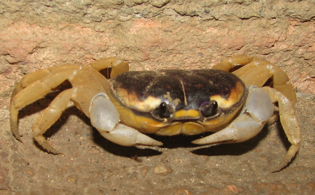 Crabby