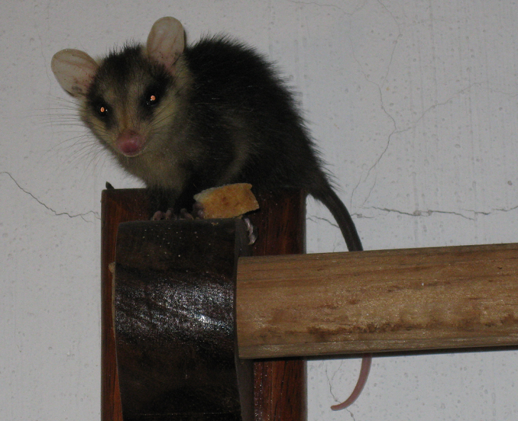 Possum