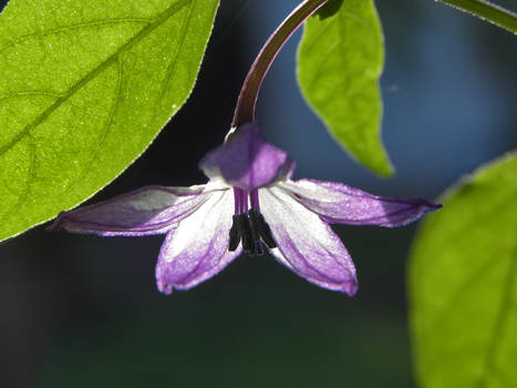 hot pepper flower