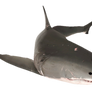 Great White Shark Turns Around