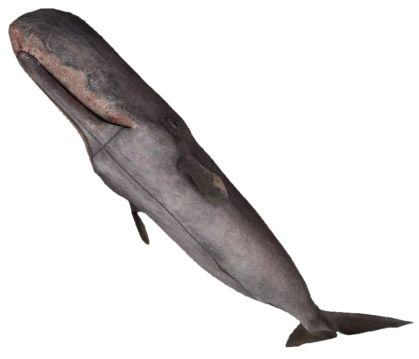 Sperm Whale swimming upwards by TransparentJiggly64 on Sperm Whale swimming upwards by TransparentJiggly64 on