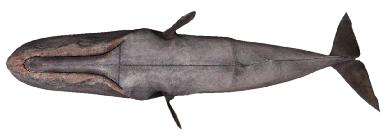 Sperm Whale swimming sideways by TransparentJiggly64 on DeviantArt