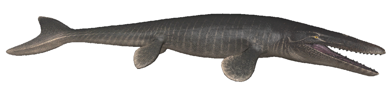 Transparent Mosaurus Mosasaurus floating by TransparentJiggly64 on DeviantArt