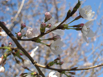 sakura