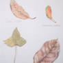 Dried leaves