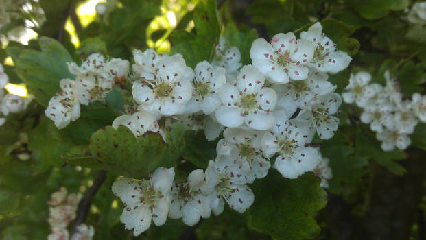 White Blossom