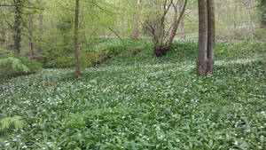 Garlic Flowers