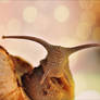 Hello there, Mr.Snail