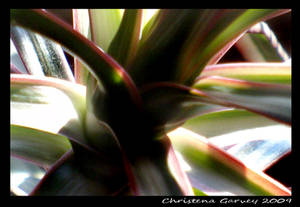 Palm Plant 1