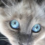 Blue Eyes