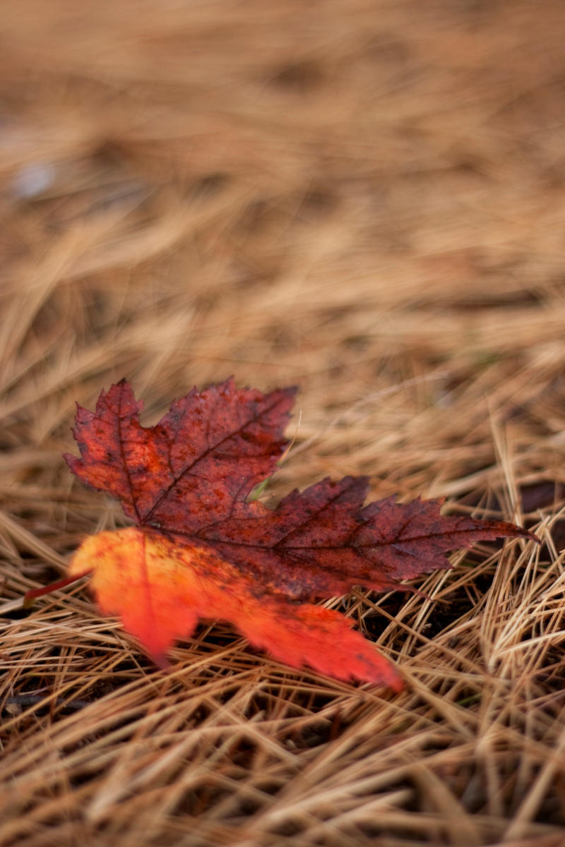 Red Leaves