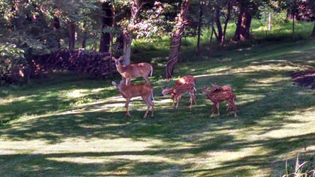 Deers