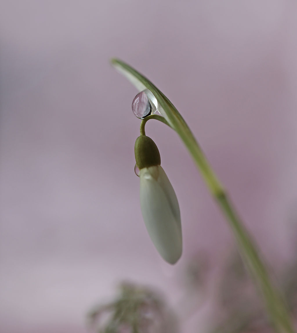 Only drops Of water and flower