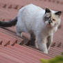 Strolling on rooftops