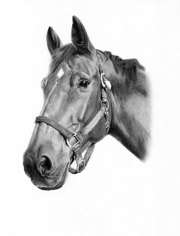 Horse portrait - Cromwell