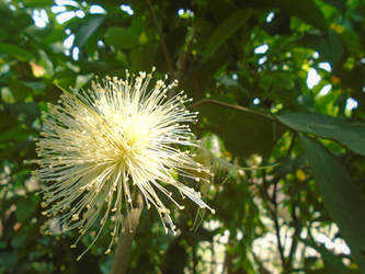 Wax-apple Flower