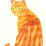 Ginger tomcat