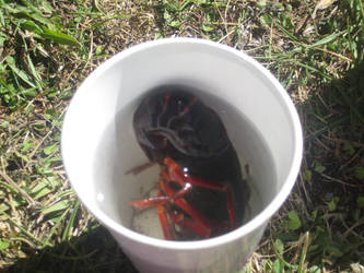 Crayfish