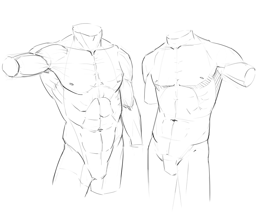 Torso study