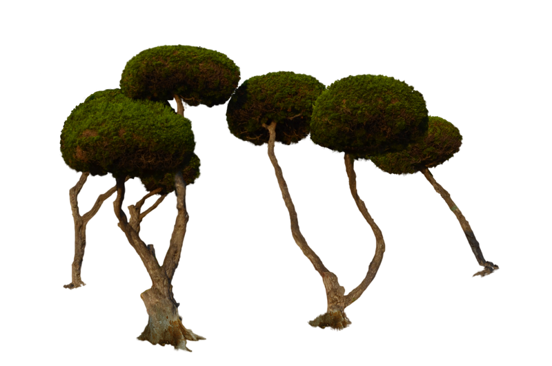 Round Tree Example House of Round Trees PNG Stock Photo by annamae22 on DeviantArt