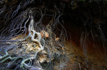 Tree Roots Stock Photo