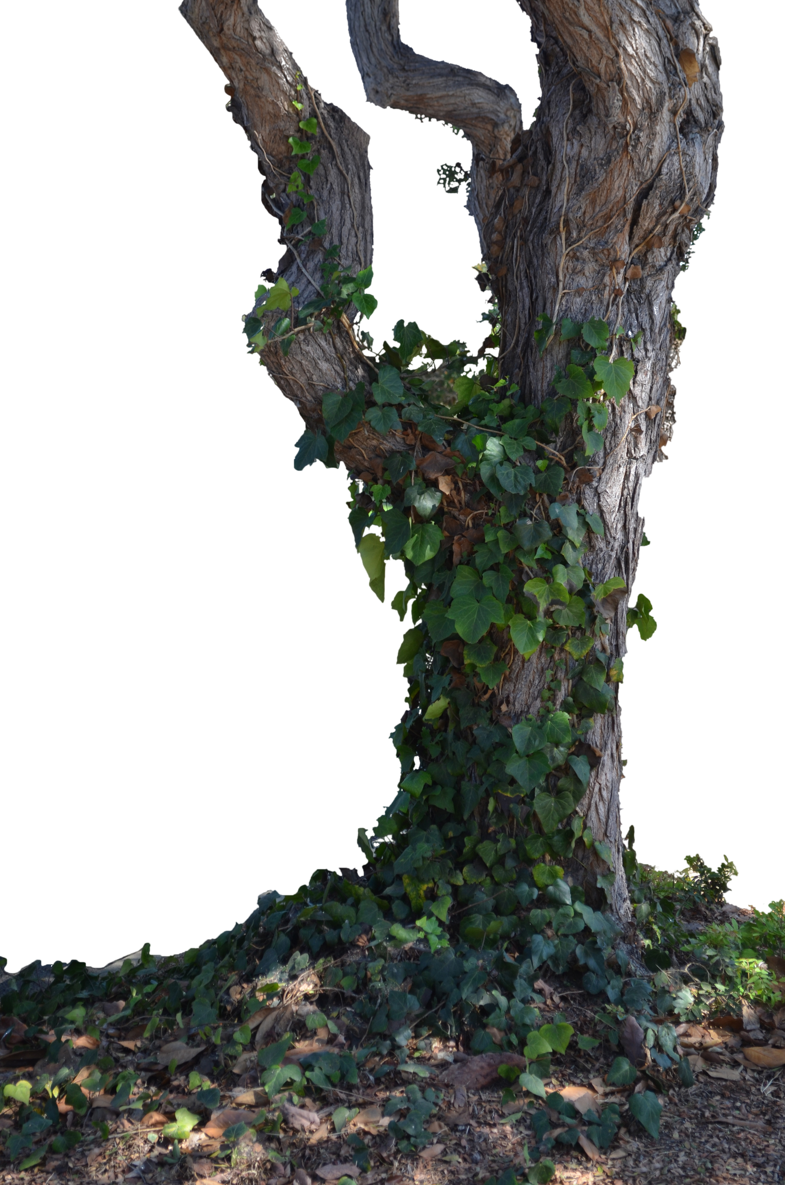 Tree stock Photo 0024 PNG by annamae22
