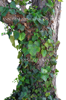 Tree Ivy and Vines Stock Photo_0016 PNG