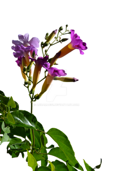 Flowers Stock Photo_0060 PNG