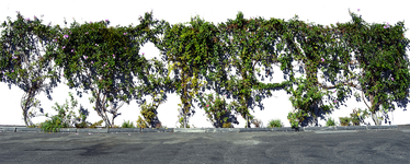 Vines leaves Plants on Wall PNG Stock Photo 0011