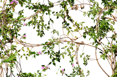 Vines Flowers Growing on a Wall Stock Photo_2- PNG