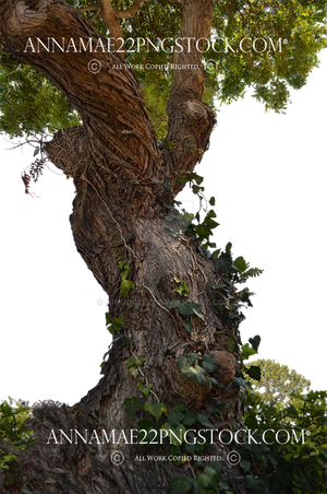 Tree PNG Stock Photo 0716 Transparent Image by annamae22 Tree PNG Stock Photo 0716 Transparent Image by annamae22