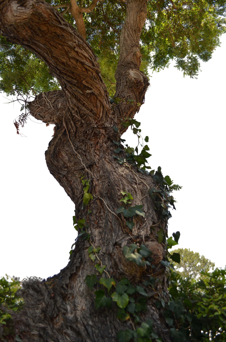 Tree Stock Photo DSC 0716 - PNG by annamae22